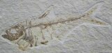Large Inch Diplomystus Fossil Fish #823-1